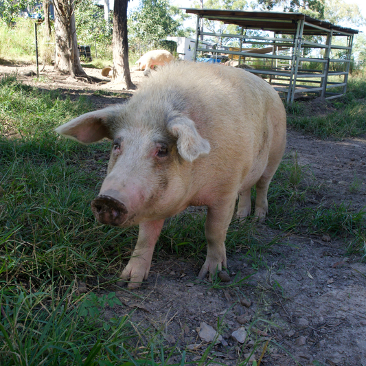 Sponsor Sophie the Pig