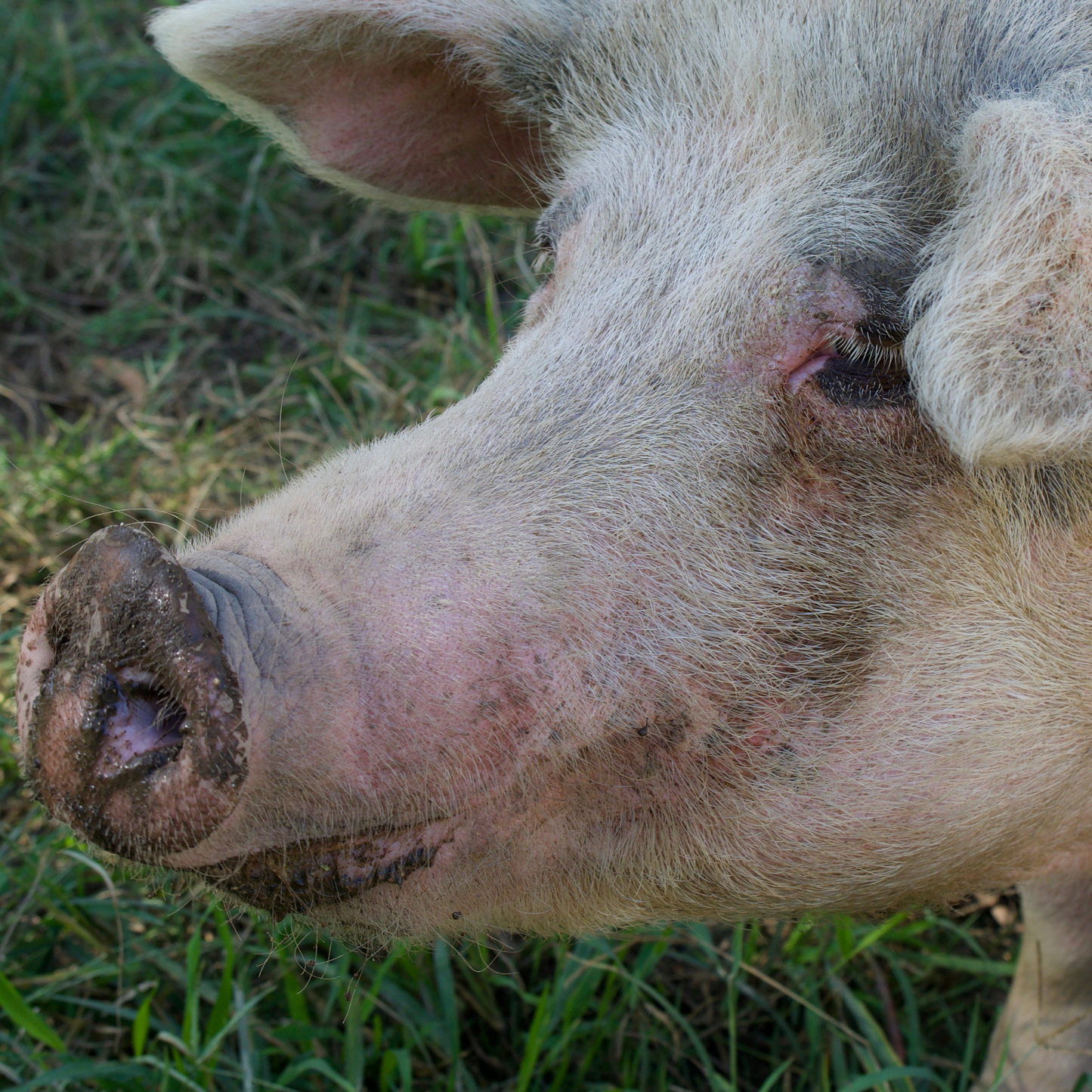 Sponsor Sophie the Pig