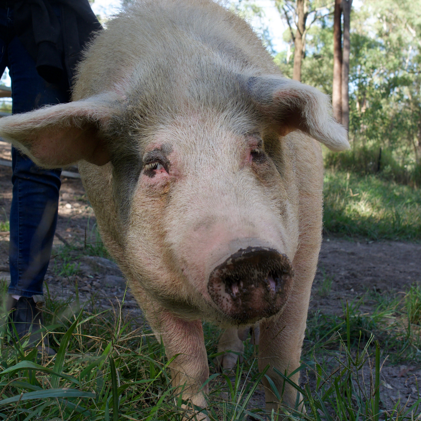 Sponsor Sophie the Pig