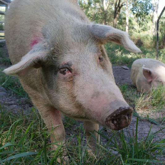 Sponsor Sophie the Pig