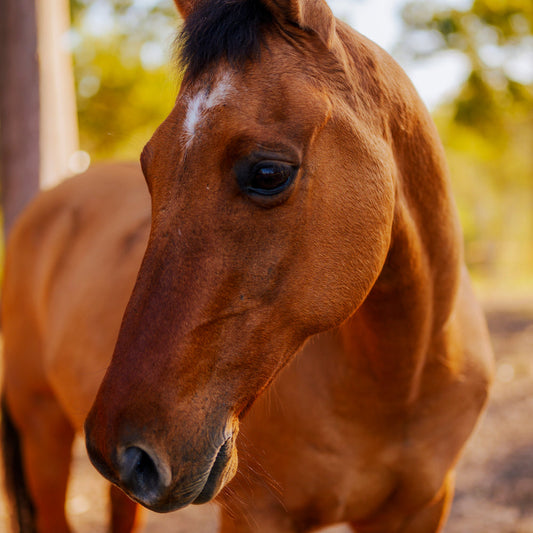 Sponsor Spirit the Horse