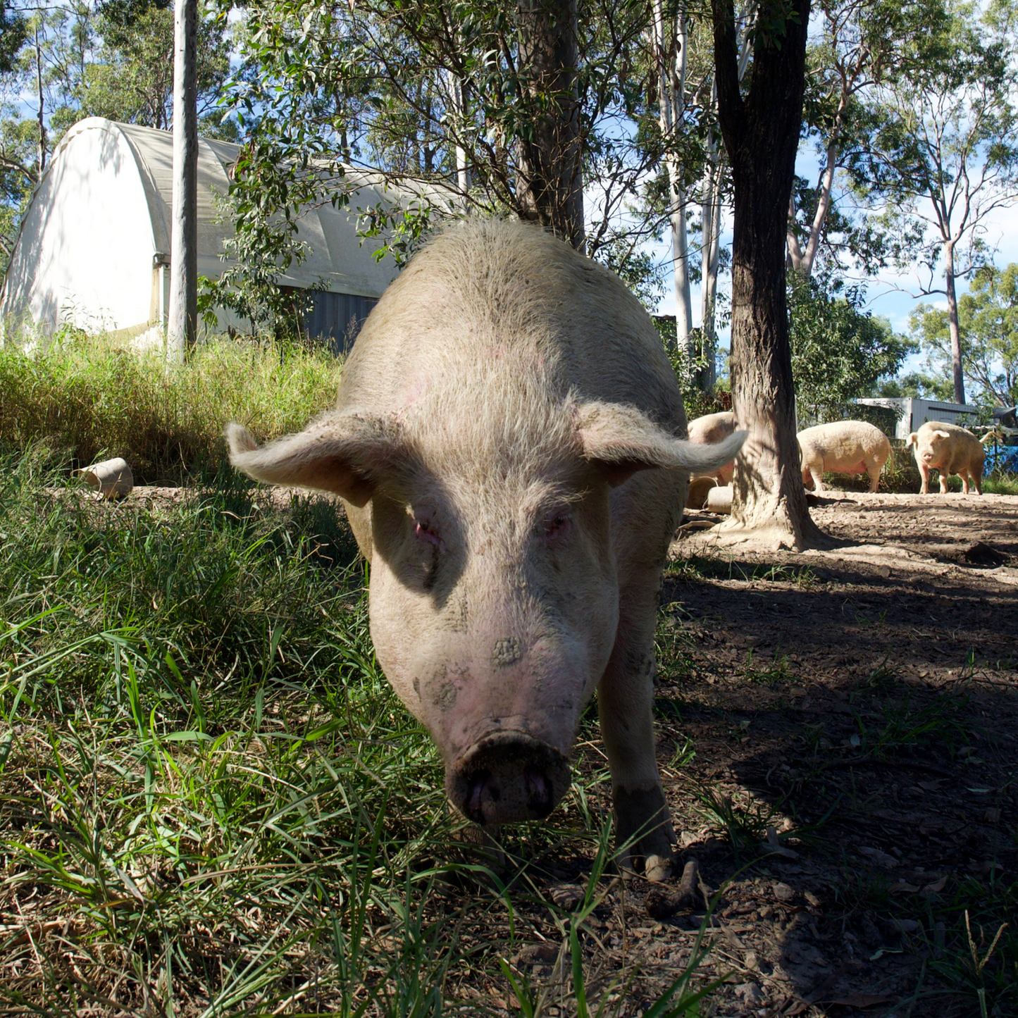 Sponsor Walter the Pig