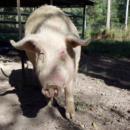 Sponsor Walter the Pig