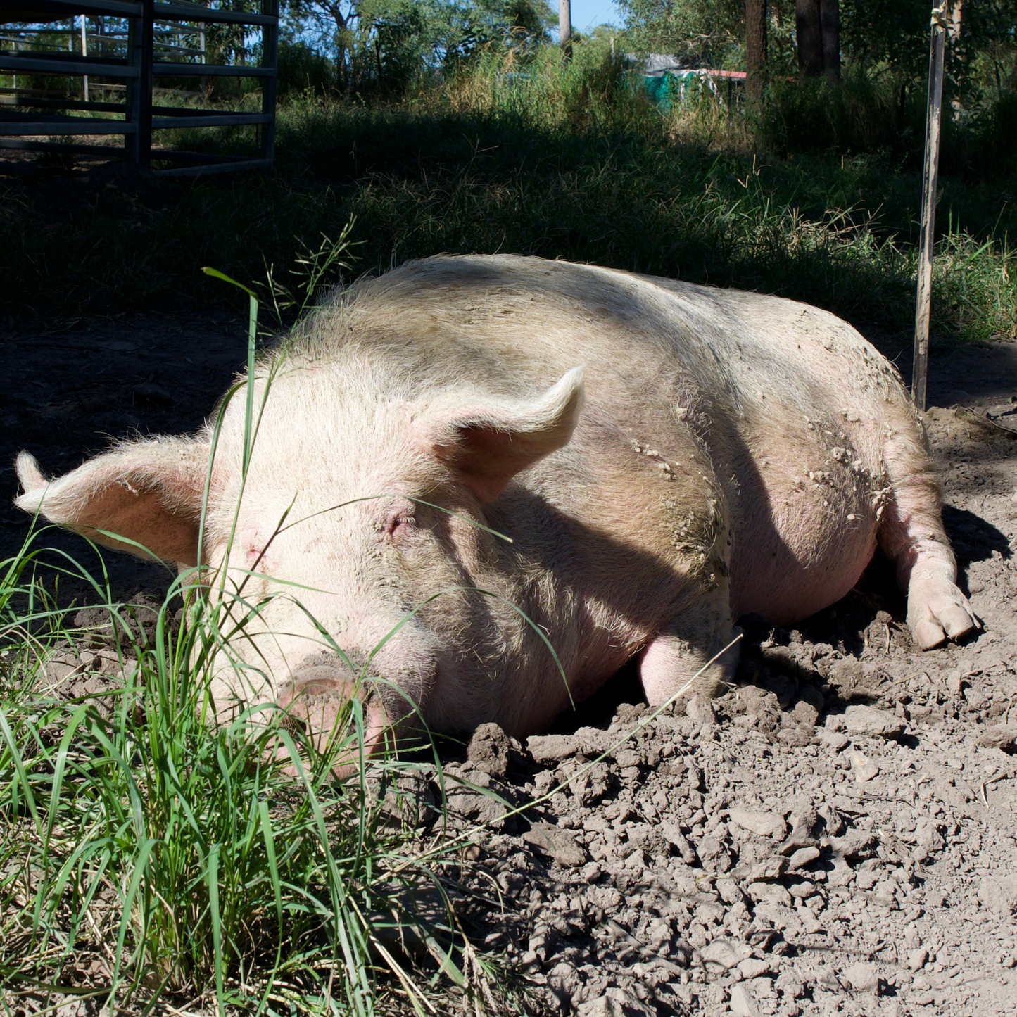 Sponsor Walter the Pig