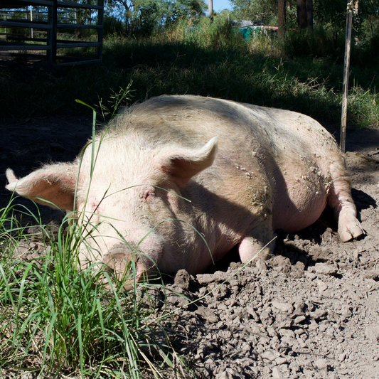 Sponsor Walter the Pig