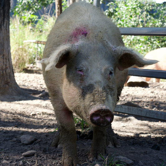 Sponsor Wilbur the Pig