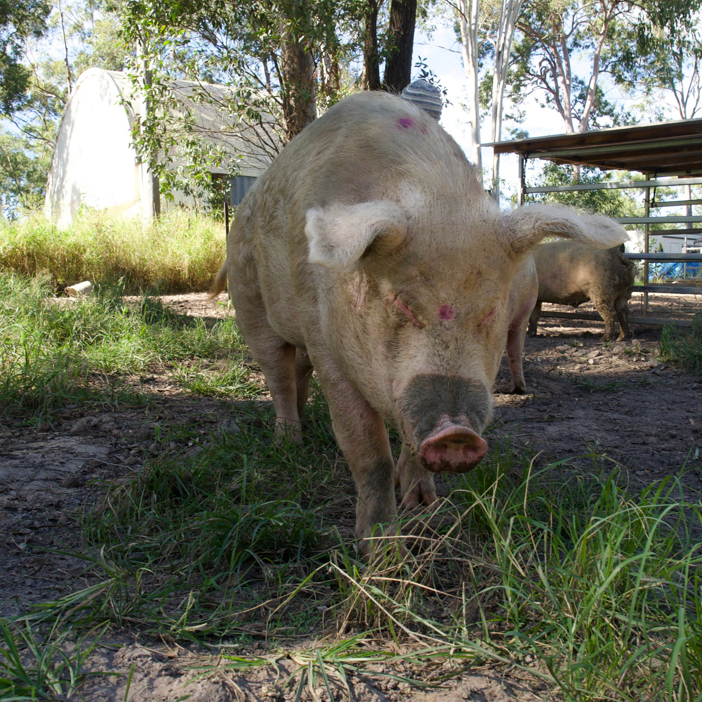 Sponsor Wilbur the Pig