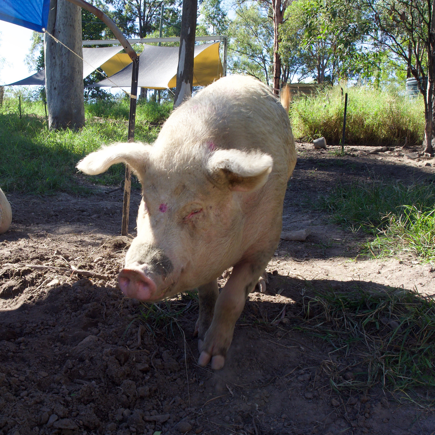 Sponsor Wilbur the Pig