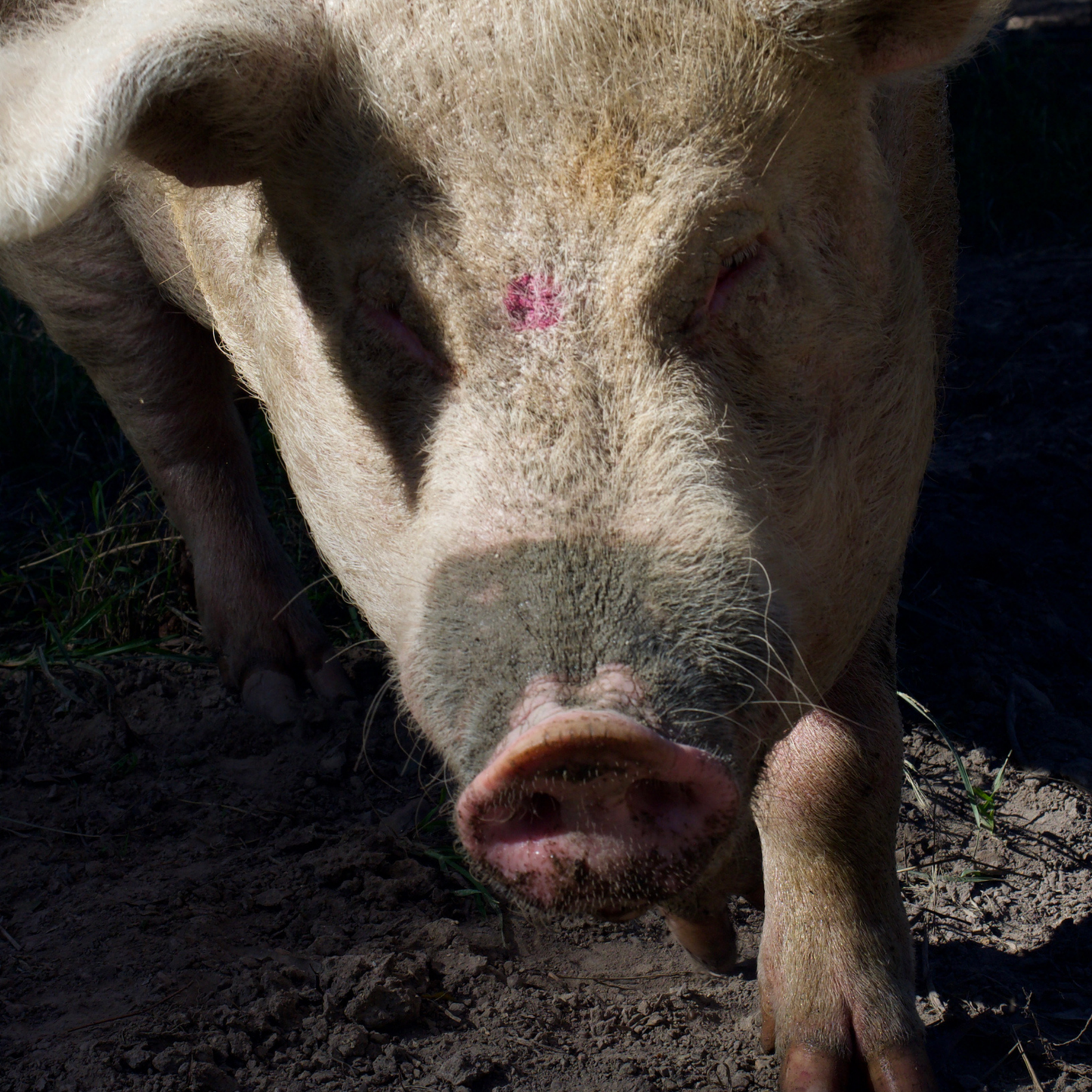Sponsor Wilbur the Pig