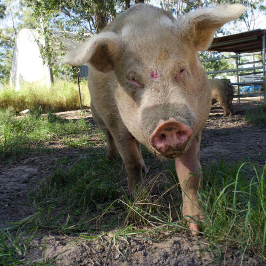 Sponsor Wilbur the Pig