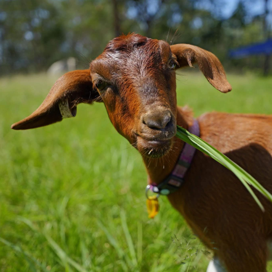 Sponsor Ginger the Goat