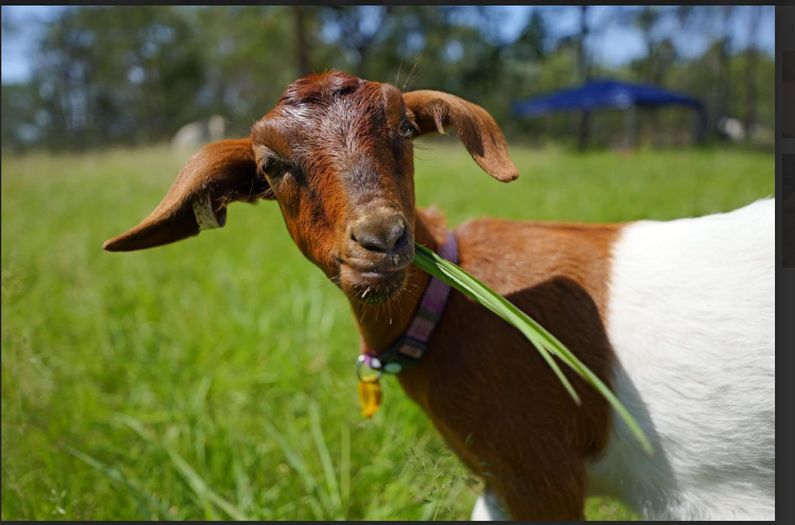 Sponsor Ginger the Goat