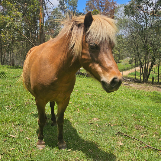 Sponsor Misty the Mini Horse